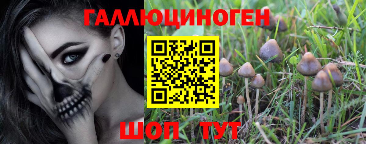 Псилоцибиновые грибы Psilocybe Обнинск