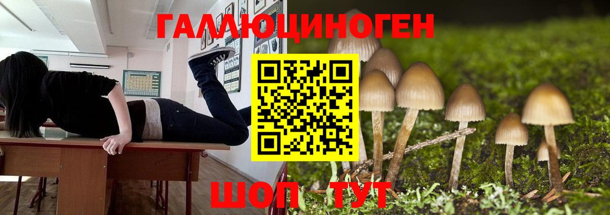Обнинск  Галлюциногенные грибы Psilocybine cubensis  Вход с VPN 